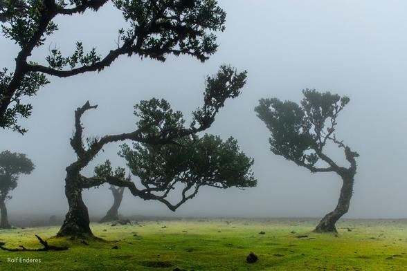 A misty landscape featuring several gnarled trees with lush green foliage and a grassy ground. The atmosphere is foggy, creating a serene and ethereal setting.