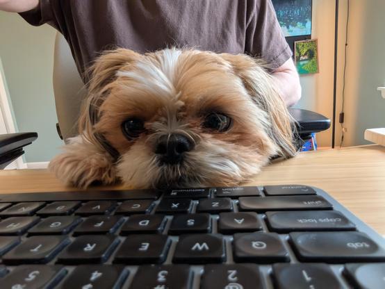A Shih Tzu resting his chin on a desk in front of a keyboard