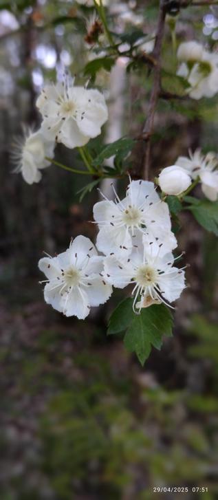 Fleurs d'aubépine