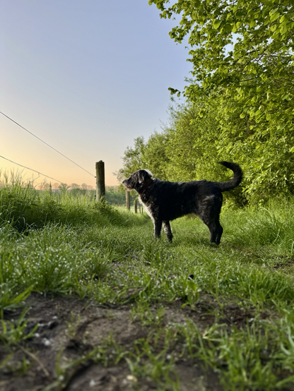 Hund steht auf Wiese und schaut sich den Sonnenaufgang an