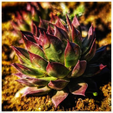 A close-up, square image shows a Sempervivum tectorum, also known as a houseleek or hen and chicks, plant. The succulent is positioned centrally, displaying its rosette shape with pointed leaves. The leaves transition in colour from green at the base to a deep burgundy at the tips. Tiny water droplets are visible on some leaves. The plant sits on a textured, earthy surface. The lighting is warm.