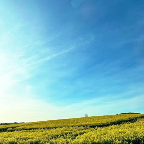 A vibrant yellow field stretches across the foreground under a clear blue sky, with wispy clouds. A small tree is visible on the horizon line, adding to the serene landscape.