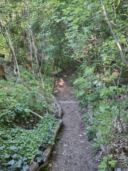 Abschüssige Perspektive auf einen Wanderweg der rechts und links bewachsen ist.