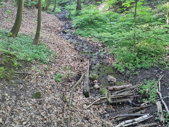 Kleines Bächlein im Wald. Stellt euch das plätschern und rauschen vor.