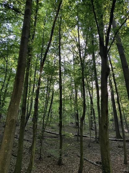 Blick in die Baumkronen eines Buchen bewachsenen Hanges.