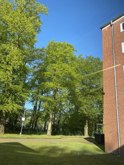 Foto mehrerer großer, frisch belaubter Bäume, rechts ein mehrstöckiges Backstein-Gebäude. Klarer, blauer Himmel, mittig Reflexion einer Lampe