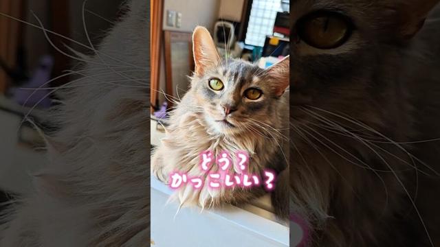 【猫動画】ソマリの胸毛をチネったらオシャレすぎた　#cat  #cats #shorts #猫 #ねこ