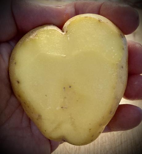 Holding a halved potato that’s shaped like a heart.