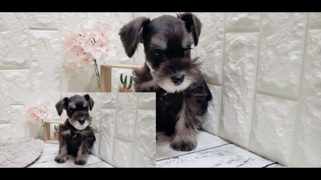 ペットショップ 犬の家 岡山店 「ミニチュアシュナウザー」「186325」