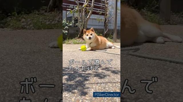 【柴犬だもの】またやった！豆柴アオと柴犬委員会  mameshiba AO & shiba inu committee #Shorts#柴犬 #豆柴#愛犬 #癒し#柴犬のいる生活