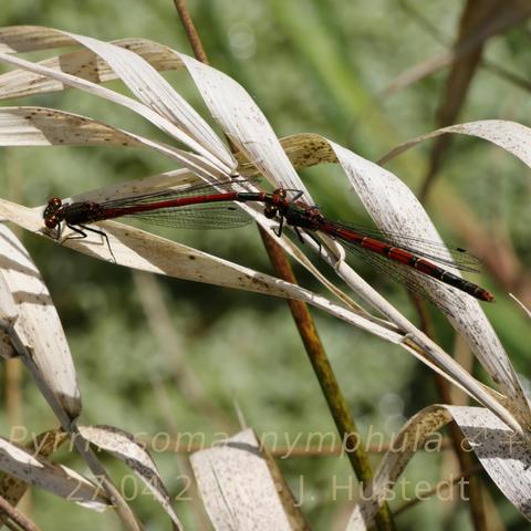 Zwei überwiegend rot gefärbte Kleinlibellen sitzen hintereinander auf trockenen, braunen Blattspreite eines Grases. Die vordere, schlankere Libelle hält die hintere, kräftigere mit dem Hinterleib an der Kopfrückseite fest
