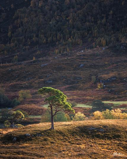 A single scots pine tree sits on a little mound basking in morning light in the bottom half of the frame. A steep slope runs in the background, covered in yellow birch trees in shadow.