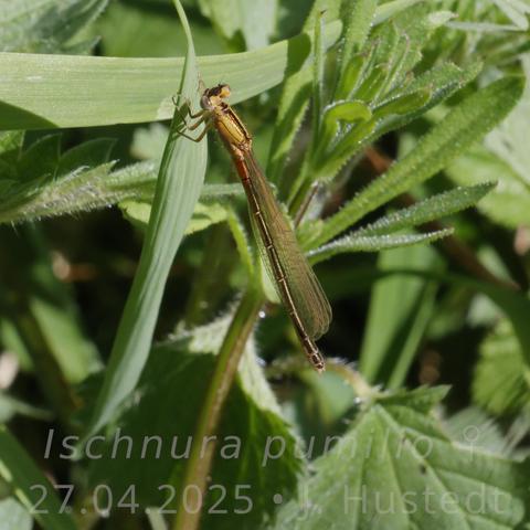 Eine zarte Kleinlibelle in Gelb- bis Orangerot-Tönen mit dunkler Hinterleibsoberseite hängt fast senkrecht an einem grünen Gras-Blatt inmitten saftig-grüner Vegetation (Labkraut, Brennessel, Gräser); die Sonne glänzt auf ihrem Körper; sie trägt ihre glänzenden, transparenten Flügel mit feinen orangenen Adern nach hinten zusammengelegt