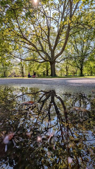 Das Bild zeigt eine ruhige Parklandschaft mit einem großen, majestätischen Baum in der Mitte. Der Baum hat weit ausladende Äste voller grüner Blätter, durch die das Sonnenlicht sanft hindurchfällt. Im Vordergrund befindet sich eine Pfütze, die eine klare Spiegelung des Baumes und des Himmels zeigt – fast wie ein zweites Bild in der Natur. Auf der linken Seite sitzen zwei Menschen auf dem Gras.