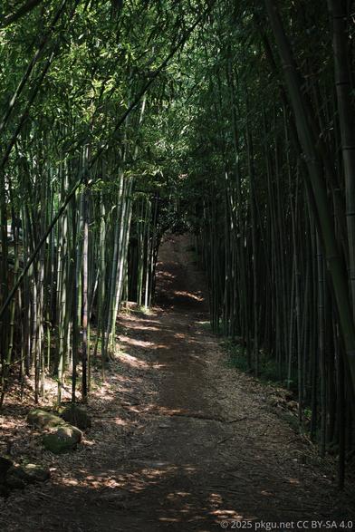 The bamboo forest in Baegundong wonrim, Gangjin-gun, Jeollanam-do, Korea.