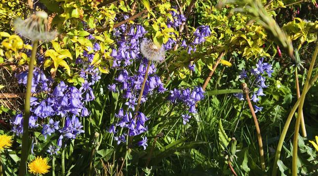 Have #SomeBluebells...