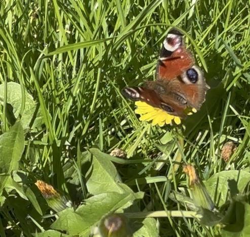 Ein Tagpfauenauge saugt Nektar an einer Löwenzahnblüte.
