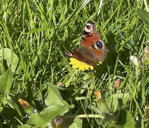 Ein Tagpfauenauge saugt Nektar an einer Löwenzahnblüte.
