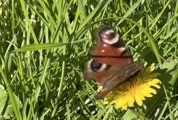 Ein Tagpfauenauge saugt Nektar an einer Löwenzahnblüte.