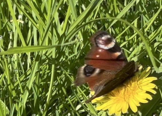 Ein Tagpfauenauge saugt Nektar an einer Löwenzahnblüte.
