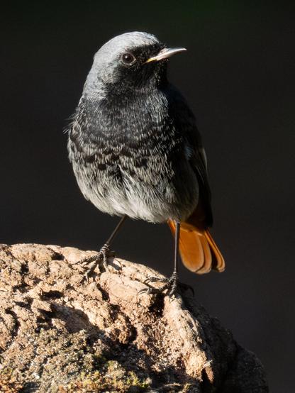 𝗣𝗶𝗰𝘁𝘂𝗿𝗲 𝗗𝗲𝘀𝗰𝗿𝗶𝗽𝘁𝗶𝗼𝗻 (𝗘𝗻𝗴): A proud male Black Redstart on a rock, displaying its dark livery shining in the sun and its striking red tail.

𝗗𝗲𝘀𝗰𝗿𝗶𝗽𝗰𝗶𝗼́𝗻 (𝗘𝘀𝗽): Un soberbio macho de Colirrojo Tizón en una roca, mostrando su oscura librea brillando al sol, y su conspicua cola roja