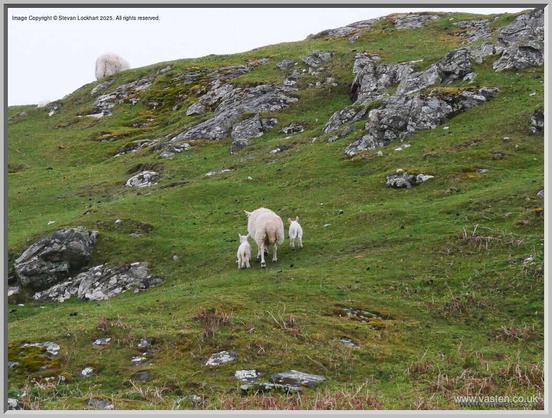 A ewe with a lamb on either side of her, walking up a hill