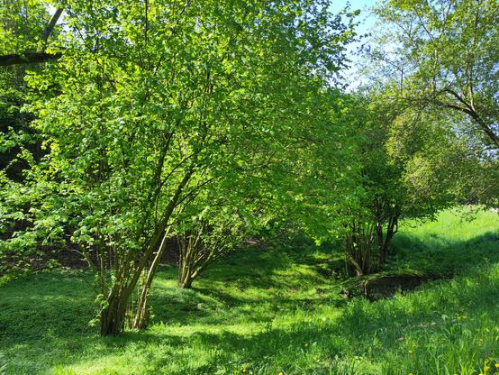 Eine feuchte Wiese mit stattlichen Haselnüssen