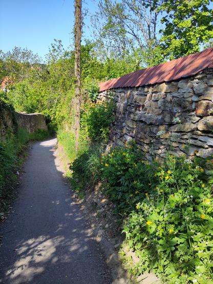 Bewucherte Steinmauer