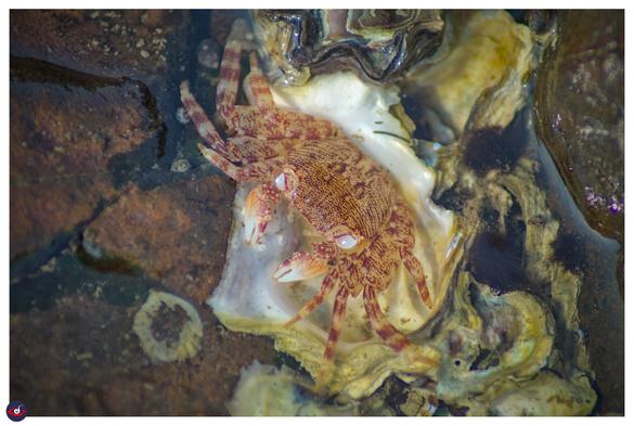 the crab is mostly orange with red streaks, and white tips of the claw. the eyes are milky white. 

it is sitting on a dead oyster stuck on rocks. there is sea water pool around it.
