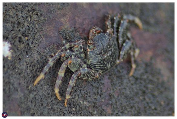 a dark green with light green stripes, as well as red shades of streaks and dots that can be seen. you see the eyes are dark brown here. 

this crab is sitting on edge of the rock