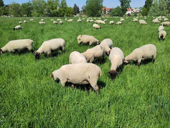 Mächtig grüne Wiese mit Schafen die Weiden