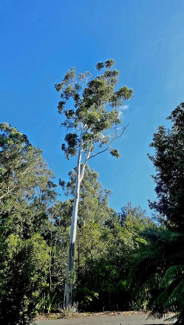 Colour photo showing a very tall eucalyptus tree with a narrow trunk.