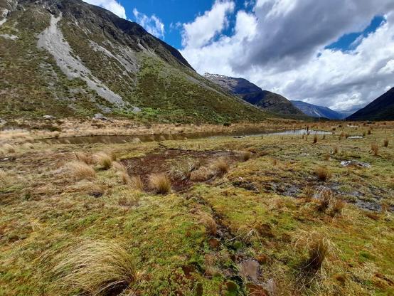 La vue d'une tourbière en Nouvelle-Zélande. Au premier plan les pantes couchées par le vent et la pluie. Leurs couleurs passent du vert foncé, à l'ocre en passant par celle des blés.
Au fond, les monts et montagnes, bordent l'image de part en part. Le ciel est d'un bleu profond parsemé de nuages de la blancheur du lait.