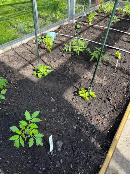 Tomaten, paprika en basilicum in de kas.