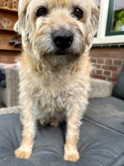 Dex, de tuinhulphond.