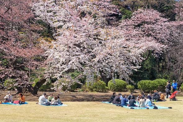 People under cherry blossom trees celebrating (called hanami) at Tokyo park in Tokyo, Japan.