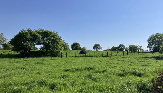 The field is green.