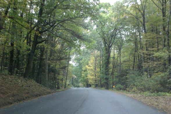 A paved, unmarked road covered in a canopy of tall deciduous trees.