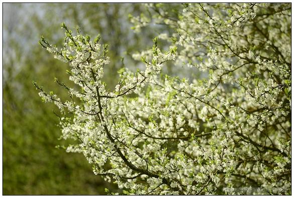 Pflaumenbaum in voller Blüte bei Sonnenschein und blauem Himmel, Detailaufnahmen und weitwinklige Aus- und Anschnitte des Baumes mit geringer Tiefenschärfe zur Betonung des duftig-leichten Charakters der Szenerie.