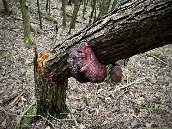 Dark red Hemlock Varnish Shelf/Artist Brackets/Reishi growing on two sides of tree trunk, like little wings, but the tree has broken  and fallen over and is at an angle, as if it tried to fly away and ran out of steam.
