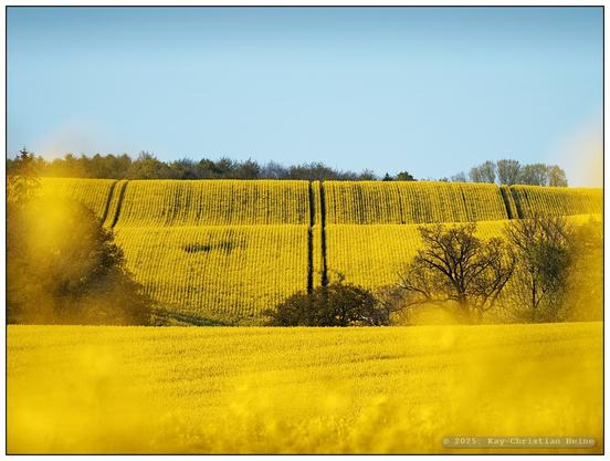 Von leuchtend gelbem Raps unter blauem Himmel bewachsenes, wellenförmig ansteigend vom Betrachtenden wegstrebendes Hügelland, senkrecht durchschnitten von symmetrisch das Bild in Drittel teilenden Fahrspuren. Einzelne Bäume und Sträucher geben dem Bild zusätzliche Struktur und Ordnung.