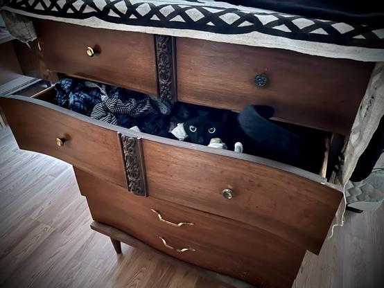 A tall four drawer wooden dresser is open about six inches and out of the dark depths of socks and underwear an intense pair of eyes of a black cat are looking out.

The quote comes from the 1991 video game Zero Wing 

https://www.youtube.com/watch?v=qItugh-fFgg
https://en.wikipedia.org/wiki/All_your_base_are_belong_to_us