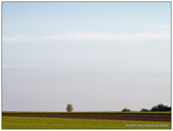 Streng grafisch-horizontal gestaltetes Bild mit tiefem Horizont im unteren Bildsechstel, im Vordergrund rahmt unten und oben Grünland einen frisch bearbeiteten Acker ein, dessen nackte Erde im Licht der tief stehenden Abendsonne rotbraun leuchtet und dessen Strukturen im Streiflicht klar hervortreten. Am Horizont stehen ein paar kleine, etwas verloren wirkende Bäumchen im ersten Frühlingsgrün unter blassblauem Himmel, an dem sich ganz zart ein rosa Schimmer der Abenddämmerung erahnen lässt.