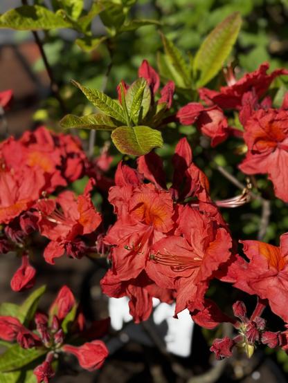 Deep coral red deciduous azalea flowers with  a slightly orange throat bask in the sun amidst their new green and bronze leaves.