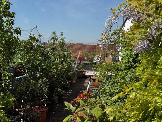 The south rooftop balcony is full with plants, almost hiding the metal table and water barrels on the corner. Window boxes either strawberries and herbs line the balcony railing, tall fruit trees (cherries, apples, pears, mulberry) and sakura sit just in front. Then comes smaller pots of flowers, camellias and other plants nestled at their feet. The middle of the balcony is free for a walkway. Then come flowers and spring bulbs with a couple of small wild cherries and other plants mixed in. Wisteria, black currants, raspberries, blackberries and sakura line the white flat wall.