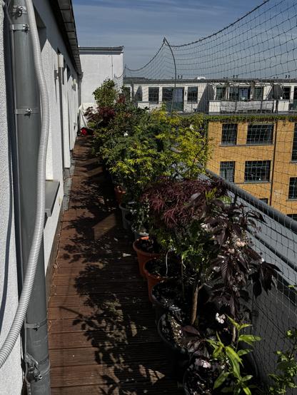 The narrow east balcony, lined with cat net looks into the courtyard of the factory complex-turned housing. The balcony wall is lined either many varieties of Japanese maples lush with bright new growth, and different types of citrus trees in pots that are just starting to produce new leaves after shedding them inside in winter. The morning sun is just starting to move around the eaveless flat to the south side.