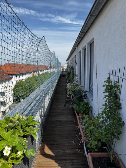 The narrow west side of the balcony is still in shade despite the day feeling incredibly warm and bright - it’s still early. The sky is a vivid blue, streaked with light clouds, and the trees along the street below bask in the sun. The house wall is lined with large rectangular pots, punctuated with the occasional trellis for berries. The kale plant is lush, overflowing its pot edges and needs picking. Small seedlings, recently planted in the large pots, are protected with upturned smaller pots with their bottoms cut out - cat protection. Tall leaves of garlic planted before winter poke out of every corner - hopefully a bumper crop this year.