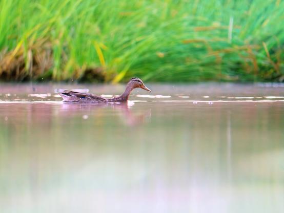 𝗣𝗶𝗰𝘁𝘂𝗿𝗲 𝗗𝗲𝘀𝗰𝗿𝗶𝗽𝘁𝗶𝗼𝗻 (𝗘𝗻𝗴): Image of a calm pond with a very thick area of ​​reeds in the background. A female mallard swims leisurely in its placid waters.

𝗗𝗲𝘀𝗰𝗿𝗶𝗽𝗰𝗶𝗼́𝗻 (𝗘𝘀𝗽): Imagen de un estanque de aguas mansas con una zona muy espesa de juncos al fondo. Una hembra de Ánade Real nada relajadamente en sus apacibles aguas.