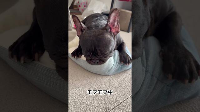 モフモフ中のフレンチブルドッグ🐶#frenchie #frenchbulldog #frenchbulldoglife #shorts