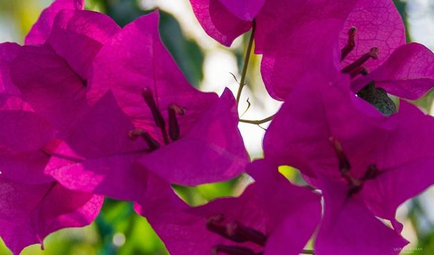 Purple bougainvillea.